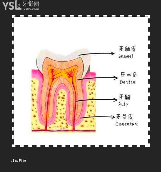 牙齿构造