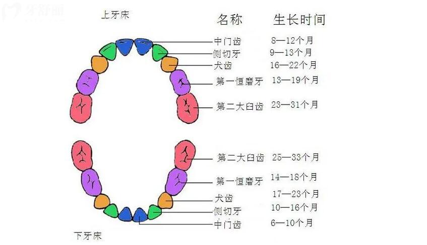 牙齿的名称示意图可爱图片