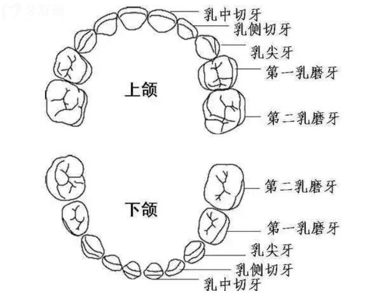 牙齿的名称示意图可爱图片