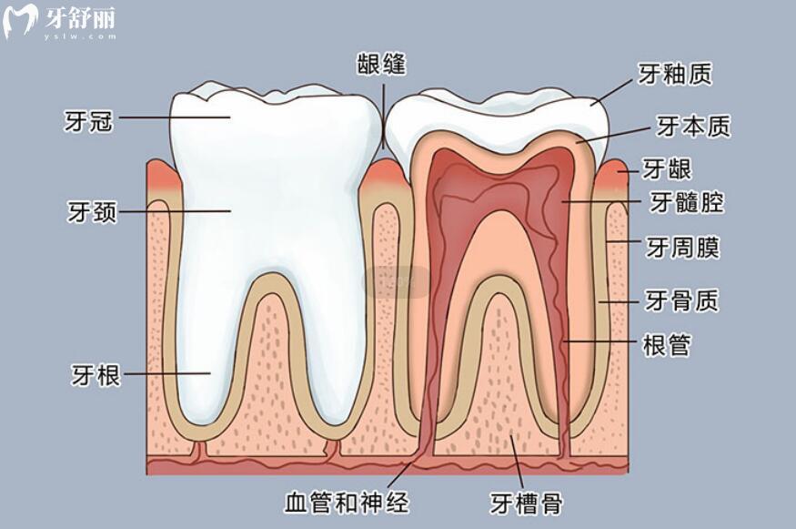 牙齿分层图片