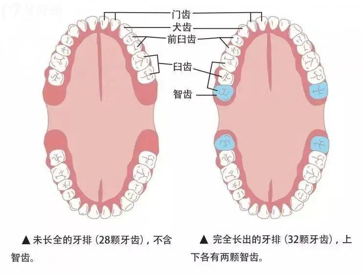 牙的形态构造图片