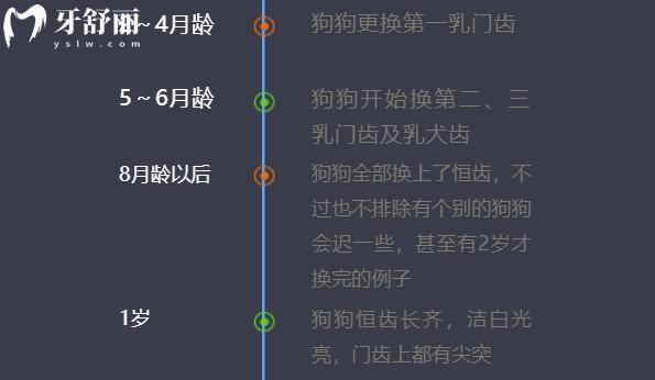 泰迪狗狗换牙顺序图解图片