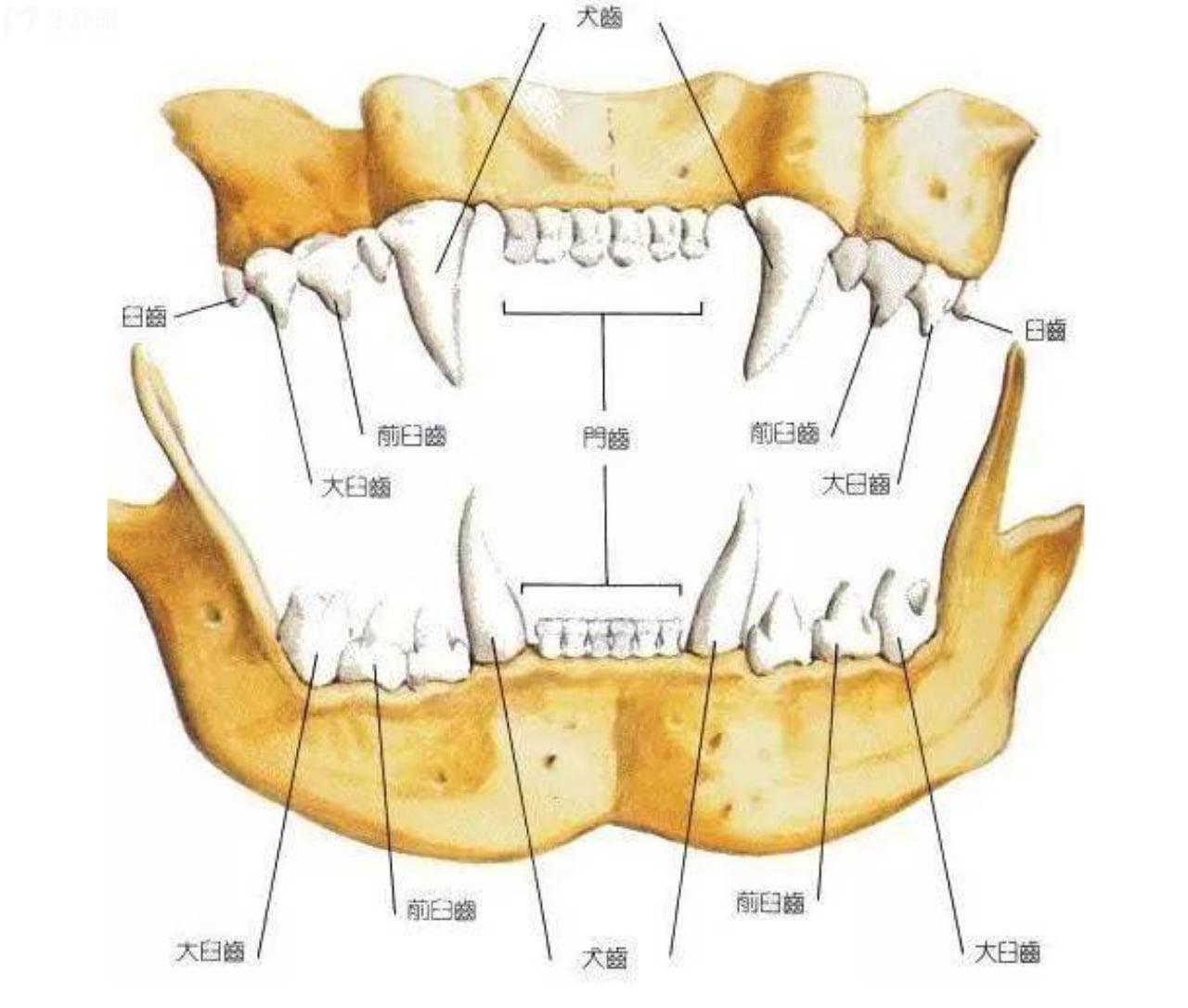猫咪的牙齿结构图