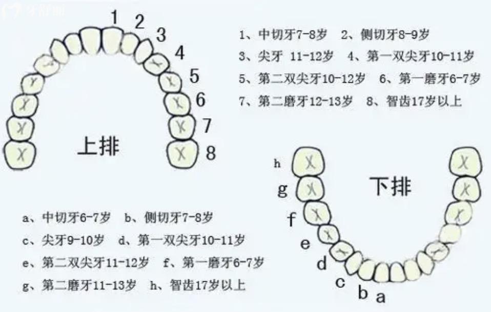 牙齿序号图排号图片