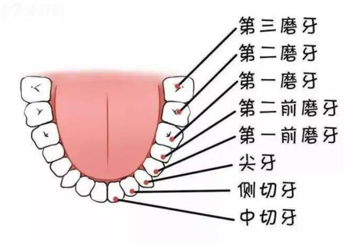 牙齿图片结构图模式图片