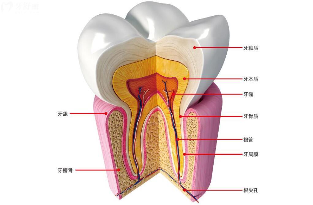 牙齿的结构名称图片